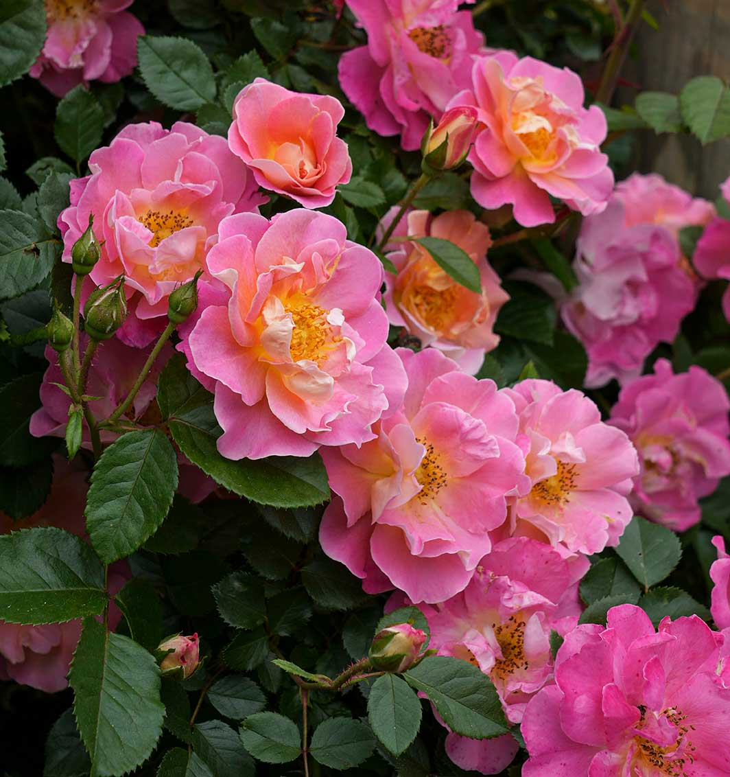 cedar rim nursery roses fruity petals