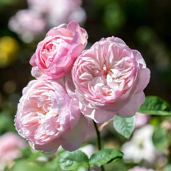 cedar rim nursery roses gentle hermoine