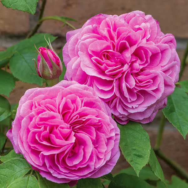 cedar rim nursery roses gertrude jekyll