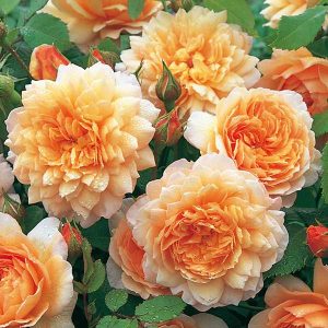 cedar rim nursery roses grace