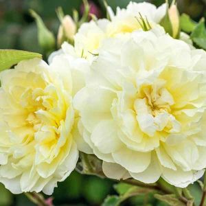 cedar rim nursery roses imogen