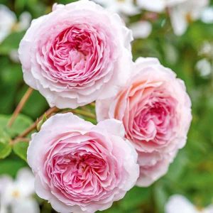 cedar rim nursery roses james galway