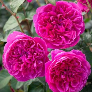 cedar rim nursery roses james l austin