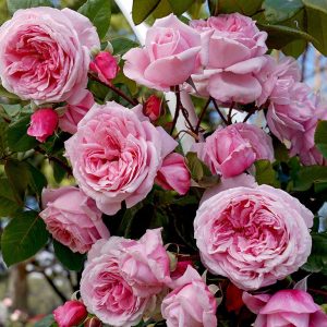 cedar rim nursery roses kiss me kate arborose