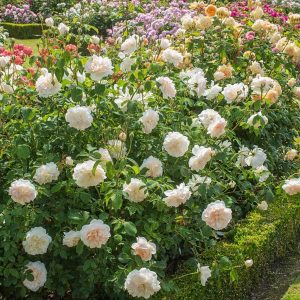 cedar rim nursery roses lichfield angel