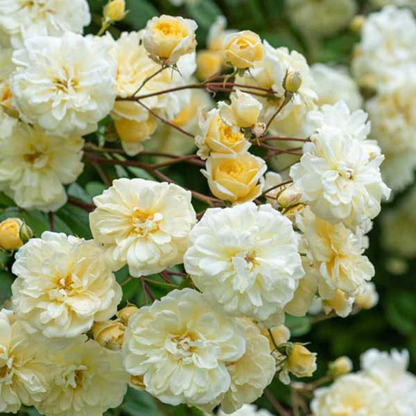 cedar rim nursery roses malvern hills