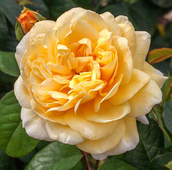 cedar rim nursery roses moonlight romantica