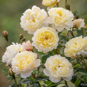 cedar rim nursery roses nye bevan