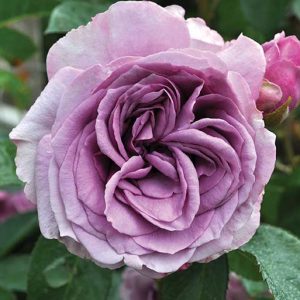 cedar rim nursery roses quicksilver arborose