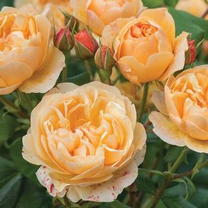 cedar rim nursery roses roald dahl