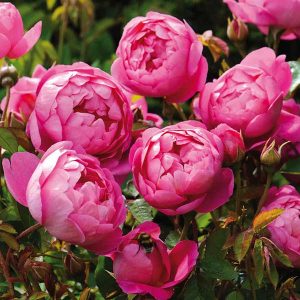 cedar rim nursery roses royal jubilee