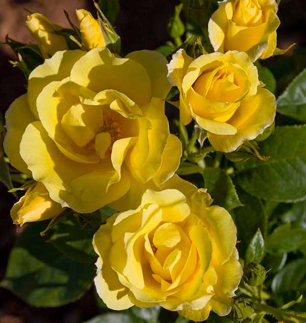 cedar rim nursery roses smiley face