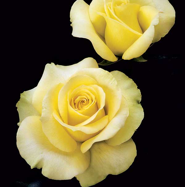 cedar rim nursery roses st patrick