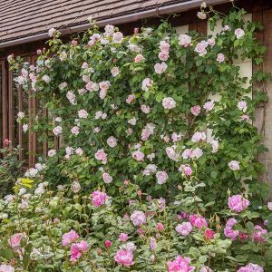 cedar rim nursery roses st swithun