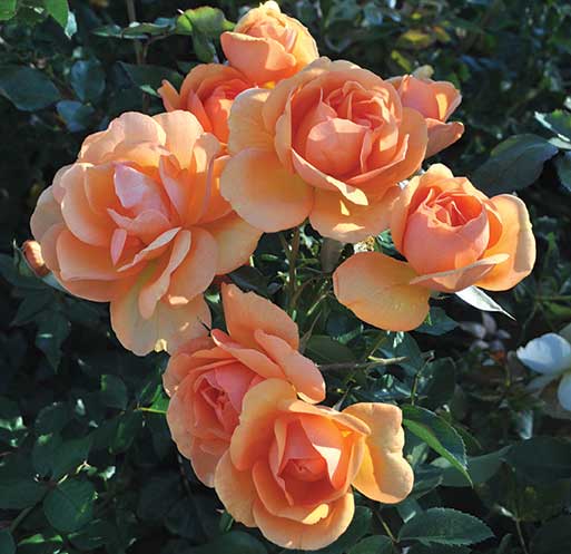 cedar rim nursery roses sunbelt south africa