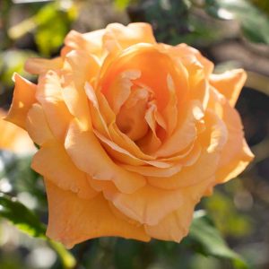 cedar rim nursery roses tangerine skies arborose