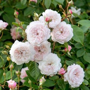 cedar rim nursery roses the albrighton rambler