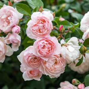 cedar rim nursery roses the generous gardener
