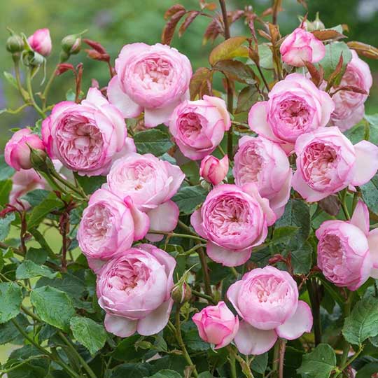 cedar rim nursery roses the mill on the floss