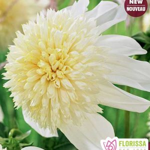 cedar rim nursery dahlia anemone platinum blonde