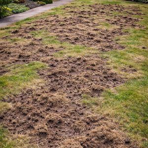 cedar rim nursery seminars battling the beetle
