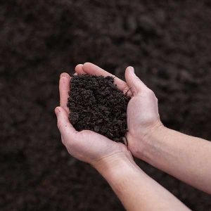 cedar rim nursery bulk soil turf blend