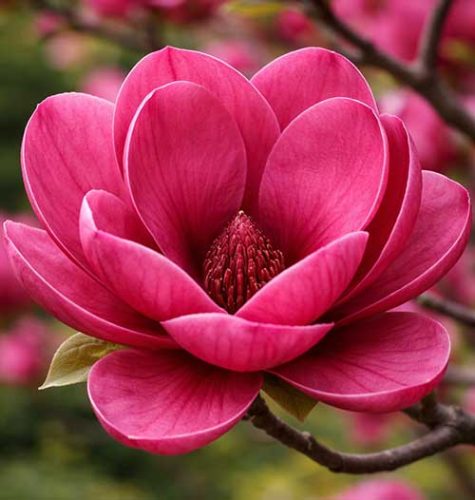 cedar rim nursery articles magnolia vulcan