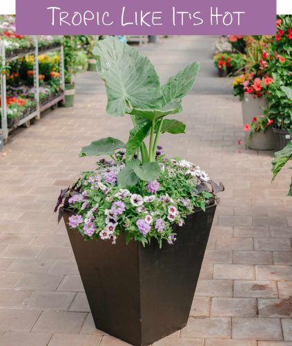 Planters