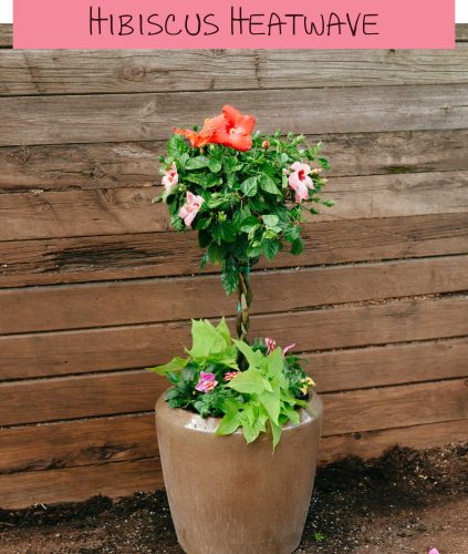 Planters