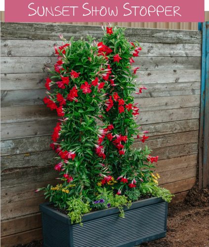 Planters