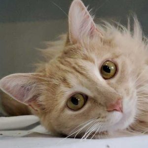cedar rim nursery cat adoptathon